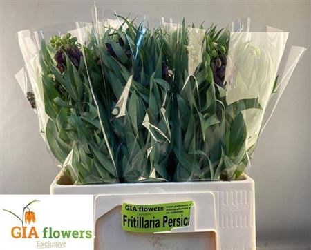 Фритилярия-Fritillaria-Persica--60cm 41b5153b-03fc-11f0-0a80-01d00010714c