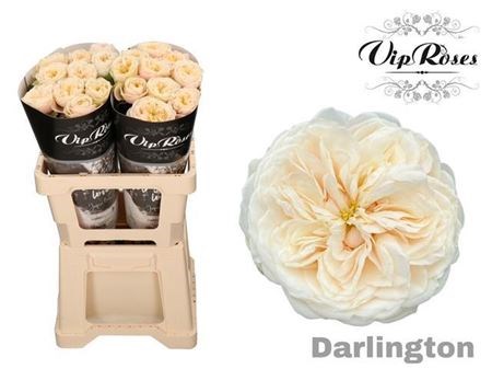 Роза-Rosa-Gr Darlington-60cm 41c8f119-bfa5-11ec-0a80-0b4c0007c23a
