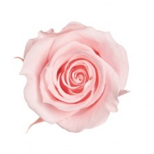 Роза-Rosa-Pink Cloud-50cm-AG/ 41ed8bf1-7bad-11ed-0a80-09df002a1b2b