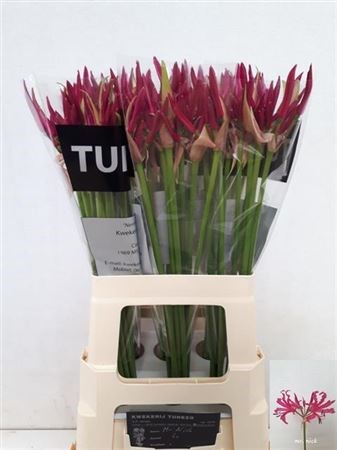 Нерине-Nerine-Mister Nick-65cm 41f82006-5e86-11ed-0a80-0008007a6498