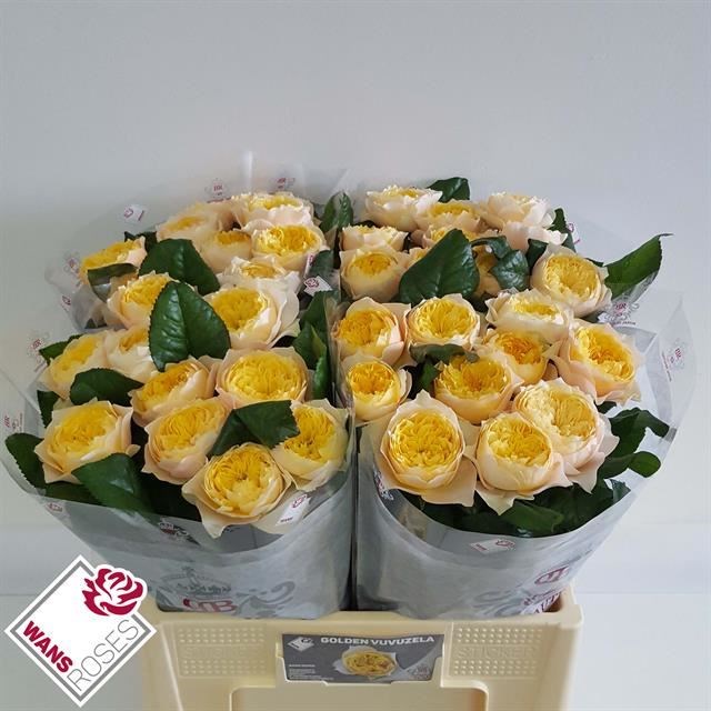 Роза-Rosa-Gr Golden Vuvuzela-50cm 42232729-bfa5-11ec-0a80-0b4c0007c291