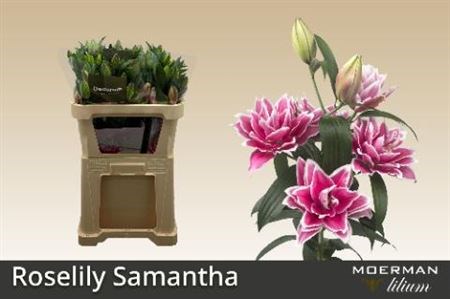 Лилия-Lilium-Or Du Rl Samantha-75cm-55gr 4287f877-373f-11ee-0a80-04f300037052