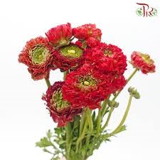 Ранункулус-Ranunculus-Pon Pon Red Ex-CE 429477e9-0c00-11f0-0a80-0c490030e7a3