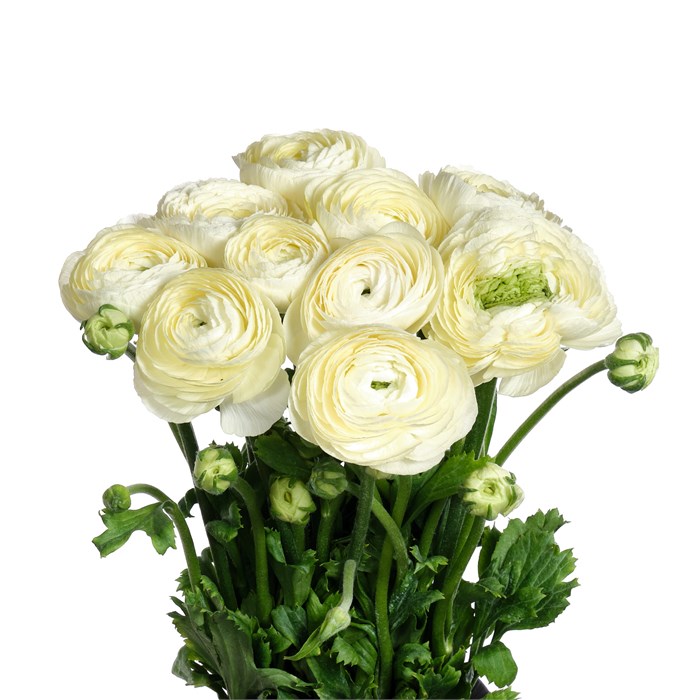 Ранункулус-Ranunculus-Cloni Commedia Ex-CE 42998e17-0c00-11f0-0a80-0c490030e7a9
