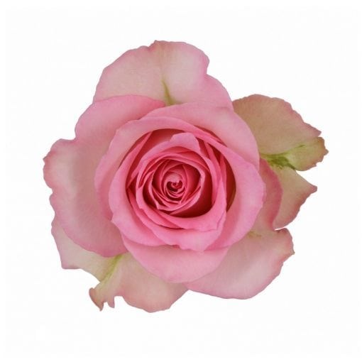 Роза-Rosa-Sweet Unique-50cm--IS 42a5ecc7-f522-11f0-0a80-0e40002ff1c0