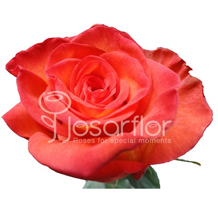 Роза-Rosa-High&Orange-60cm-IS 42b1cdf4-cc56-11ec-0a80-0e210066d1a2