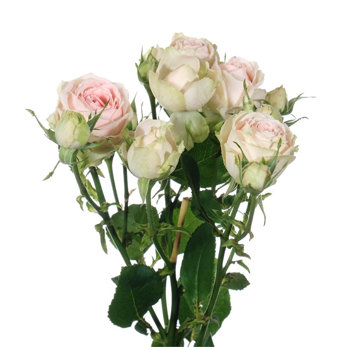 Роза куст-Rosa sp-Sweet Gissele-50cm-Si 42ba1624-d6d6-11ee-0a80-06c00008246e