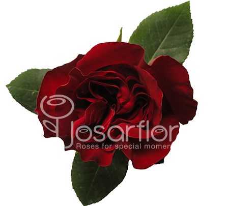 Роза-Rosa-Hearts-50cm-EA 42c5bd1b-d3aa-11ee-0a80-0868003049f3