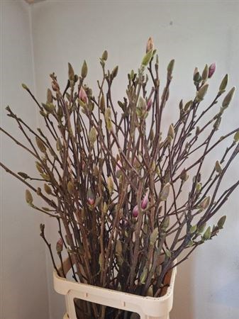 Магнолия-Magnolia-Ov-120cm 07935f55-df03-11ee-0a80-0ce80032419d