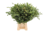 Эвкалипт-Eucalyptus-Parvifolia-GW 42e1aed9-dea8-11ed-0a80-102b000cf8f9
