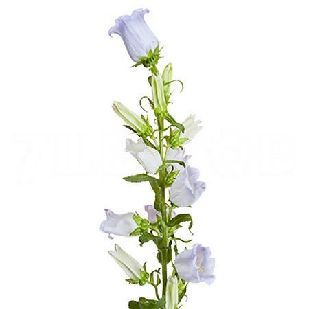 Кампанула-Campanula-M Champion Lavend-75cm 4364a42b-3f5c-11ee-0a80-054d003db094