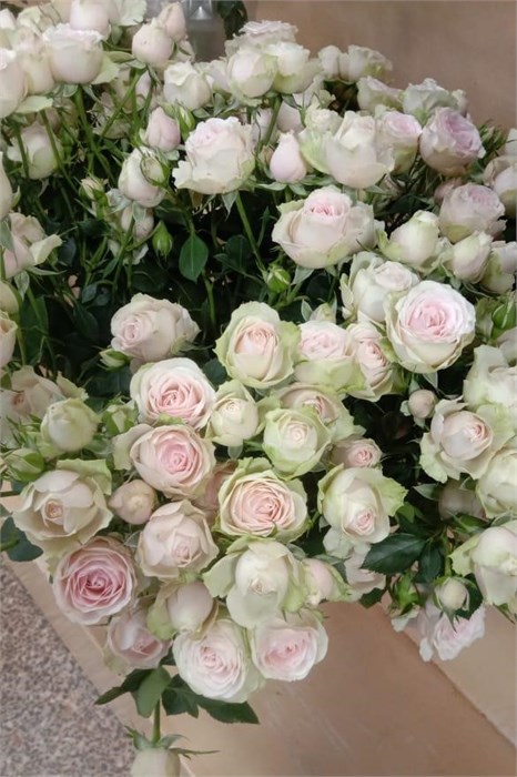 Роза куст-Rosa sp-Sweet Blossoms-60cm-Si 4367843d-c973-11ed-0a80-056c000f8328