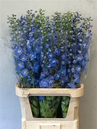 Дельфиниум-Delphinium-Du Cent Skyblu-90cm 436ff0f8-3f5c-11ee-0a80-054d003db09a