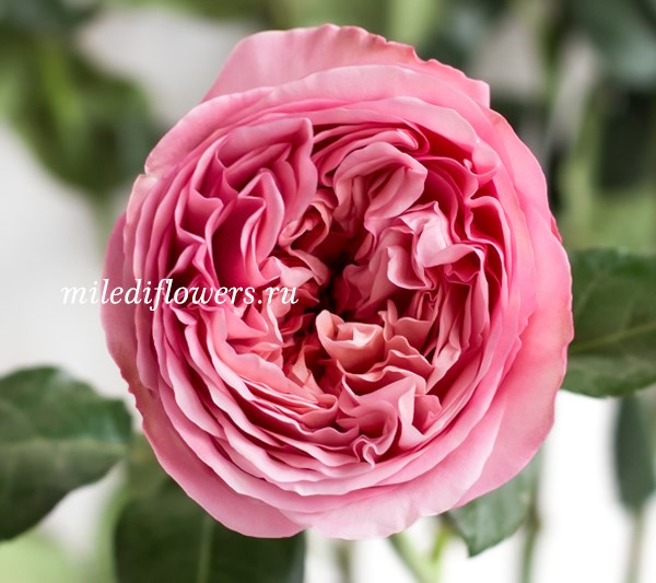 Роза-Rosa-Pink X-Pression-40cm-QA 07b7a5ca-bfa9-11ec-0a80-0b4c000aef85