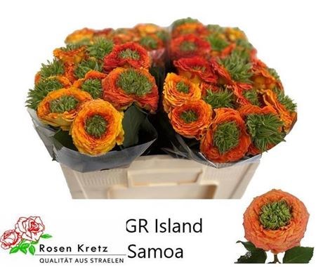 Роза-Rosa-Gr Gr Island Samoa-50cm 4376027a-bfa5-11ec-0a80-0b4c0007c3ce