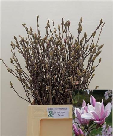 Магнолия-Magnolia-Grandiflora-120cm 4381d0c0-07ef-11f0-0a80-173a003a7520