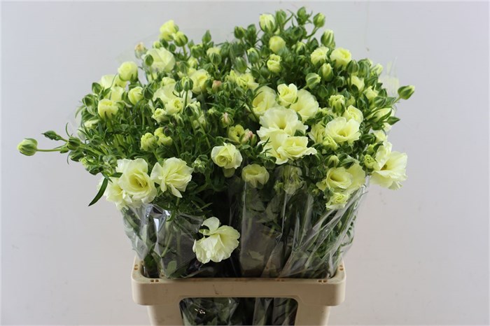Ранункулус-Ranunculus-Butterfly Graces-60cm 438ffa2b-07ef-11f0-0a80-173a003a7523