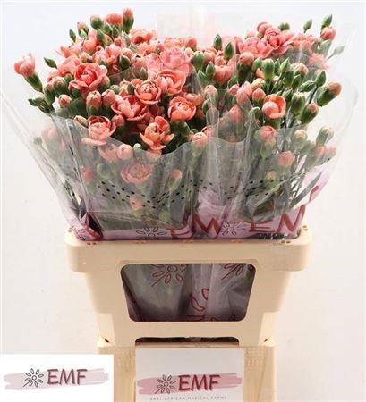 Гвоздика куст-Dianthus Tr-Miss Trendy-65cm 43b4e976-07ef-11f0-0a80-173a003a752f