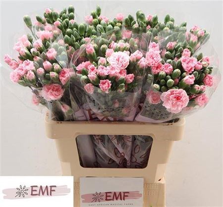Гвоздика куст-Dianthus Tr-Rosadita-60cm 43b75b70-07ef-11f0-0a80-173a003a7532