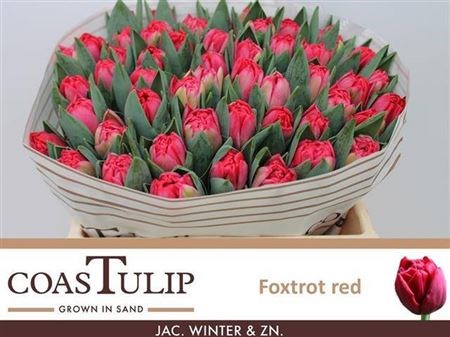 Тюльпан-Tulip-Du Ov-40cm-42gr 43d63201-07ef-11f0-0a80-173a003a7539