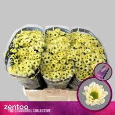 Хризантема сант-Chrysant sant-Rossi Cream-55cm-115gr 43e00f21-07ef-11f0-0a80-173a003a753f