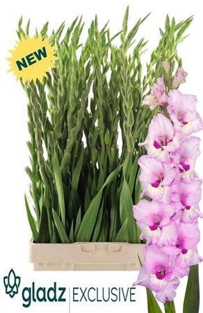 Гладиолус Gr-Gladiolus Gr-Zamora-130cm-200gr 43e16dcf-3f5c-11ee-0a80-054d003db0b5