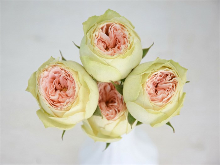 Роза куст-Rosa sp-Pavlova-53cm-Ti 43e22ec5-a3c9-11ed-0a80-00d80014037b