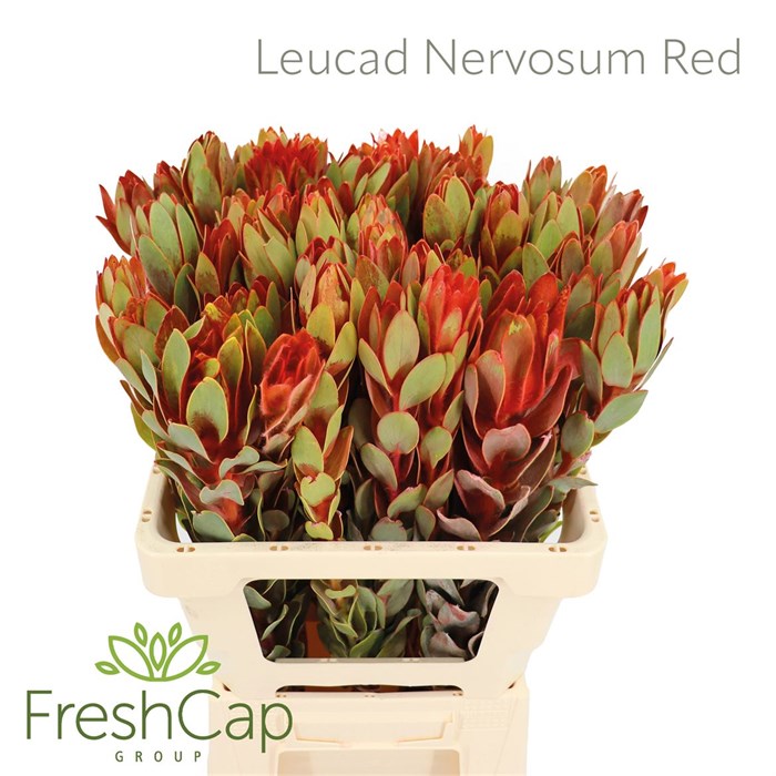 Леукадендрон-Leucadendron-Nervosum Red-60cm 43eb1a43-07ef-11f0-0a80-173a003a7543