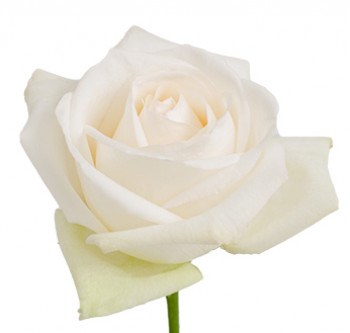Роза-Rosa-O'Hara-40cm-PE 07d643dc-bfa9-11ec-0a80-0b4c000aefa6