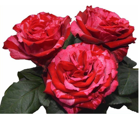 Роза-Rosa-Frou Frou-70cm-RS 44352b51-5c3b-11ed-0a80-042b00235b00