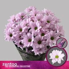 Хризантема куст-Chrysant Tr-Softone-70cm-80gr 005749e5-bfa6-11ec-0a80-0b4c000864c7