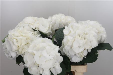 Гортензия-Hydrangea-M Schneeball--80cm 4485cb85-bfa4-11ec-0a80-0b4c0006c872