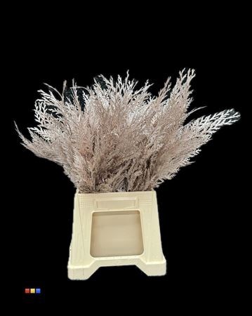 Кониферен-Coniferen-Champagne-55cm 07e3f189-afde-11ef-0a80-097500b35bc6