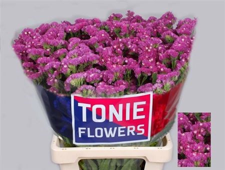 Лимониум-Limonium-S Sweet Wings-65cm-23gr 4496d1db-3f5c-11ee-0a80-054d003db0d6