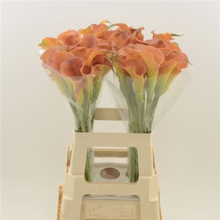 Калла-Zantedechia-Sunset Passion--65cm 449dbdc5-be4d-11f0-0a80-15c3003965c1