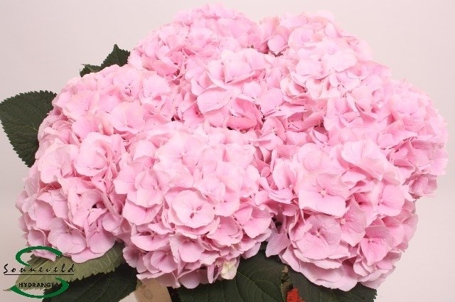 Гортензия-Hydrangea-M Verena-75cm 44b0a3f9-bfa4-11ec-0a80-0b4c0006c8a8