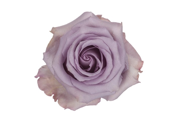 Роза-Rosa-Ocean Song-50cm-Fe 44ba9b78-bfa9-11ec-0a80-0b4c000b640e