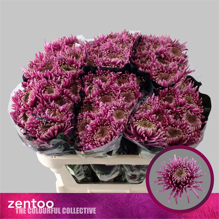 Хризантема одн-Chrysant Gr-Baltazar Inten-70cm-75gr 44e54f31-5e4c-11f0-0a80-01f40017d951