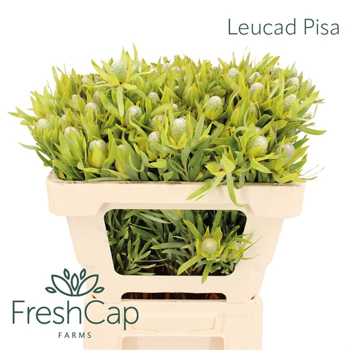 Леукадендрон-Leucadendron-Pisa-50cm 07ec01f0-cc39-11f0-0a80-0ffc001d6c15