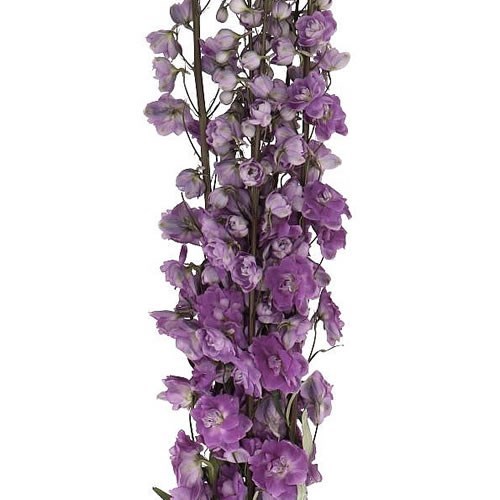 Дельфиниум-Delphinium-Magenta Mojo-100cm--Bg 44e82f8b-e2f1-11ef-0a80-0fd4000e3dd0