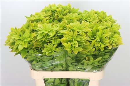 Чойсия-Choisya-Te Lemo Lime-70cm 44e889fe-bfa6-11ec-0a80-0b4c0008ac16