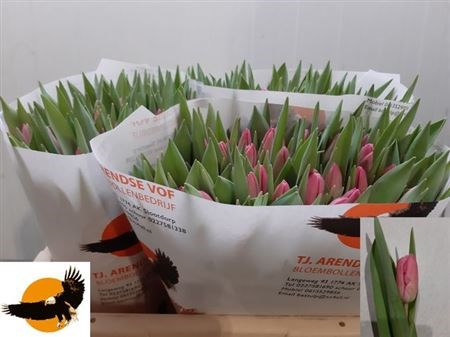 Тюльпан-Tulip-En Jumbo Pink-40cm-38gr 4510413f-eb31-11f0-0a80-0718008ad281