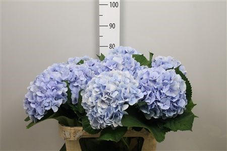 Гортензия-Hydrangea-M Verena Bl-75cm 4535f0b5-bfa4-11ec-0a80-0b4c0006c938