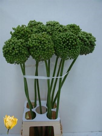 Аллиум-Allium-Ba Green Craz-90cm 453fa4e9-23cb-11ee-0a80-08ce0010f0da