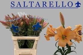 Лилия-Lilium-Ot Saltarello-90cm 454893a3-5e4c-11f0-0a80-01f40017d96c