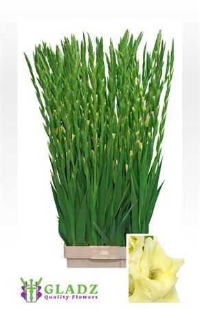 Гладиолус Gr-Gladiolus Gr-Speed Date-130cm-200gr 455a996e-36bb-11ef-0a80-13a000715f8c