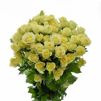 Роза куст-Rosa sp-Wedding Invite-50cm-RS 4567bc7d-9fff-11ee-0a80-08ae0010a16e