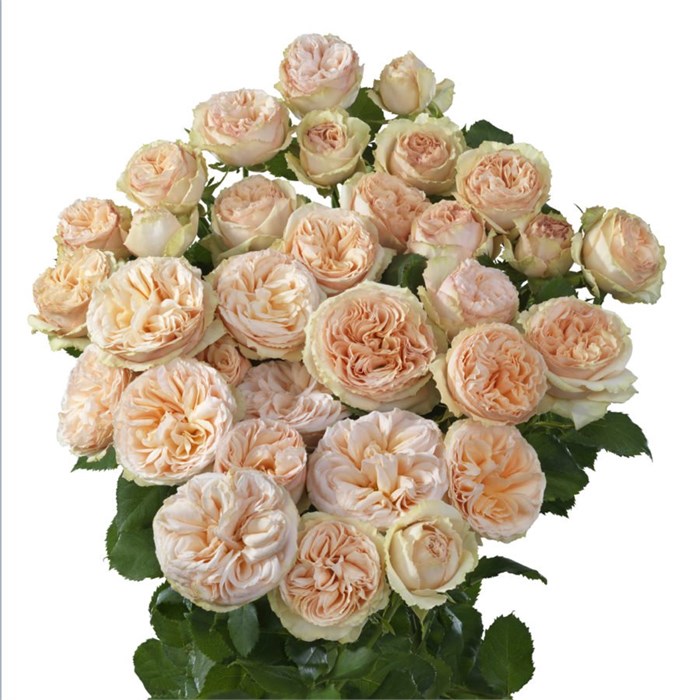 Роза куст-Rosa sp-Gentle Trendsetter-53cm-/Ti 456c0346-53d4-11ee-0a80-09ad00123023