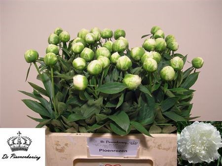 Пион-Paeonia-L Mme Cl Tain-50cm-SF 4579e33f-d742-11ec-0a80-06ab00053cd6