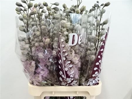 Дельфиниум-Delphinium-Du Dew Vio Smi-80cm 4598efba-23cb-11ee-0a80-08ce0010f0e9